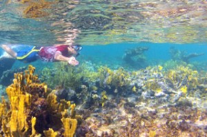 Snorkeling the barrier reef of Grace Bay Beach